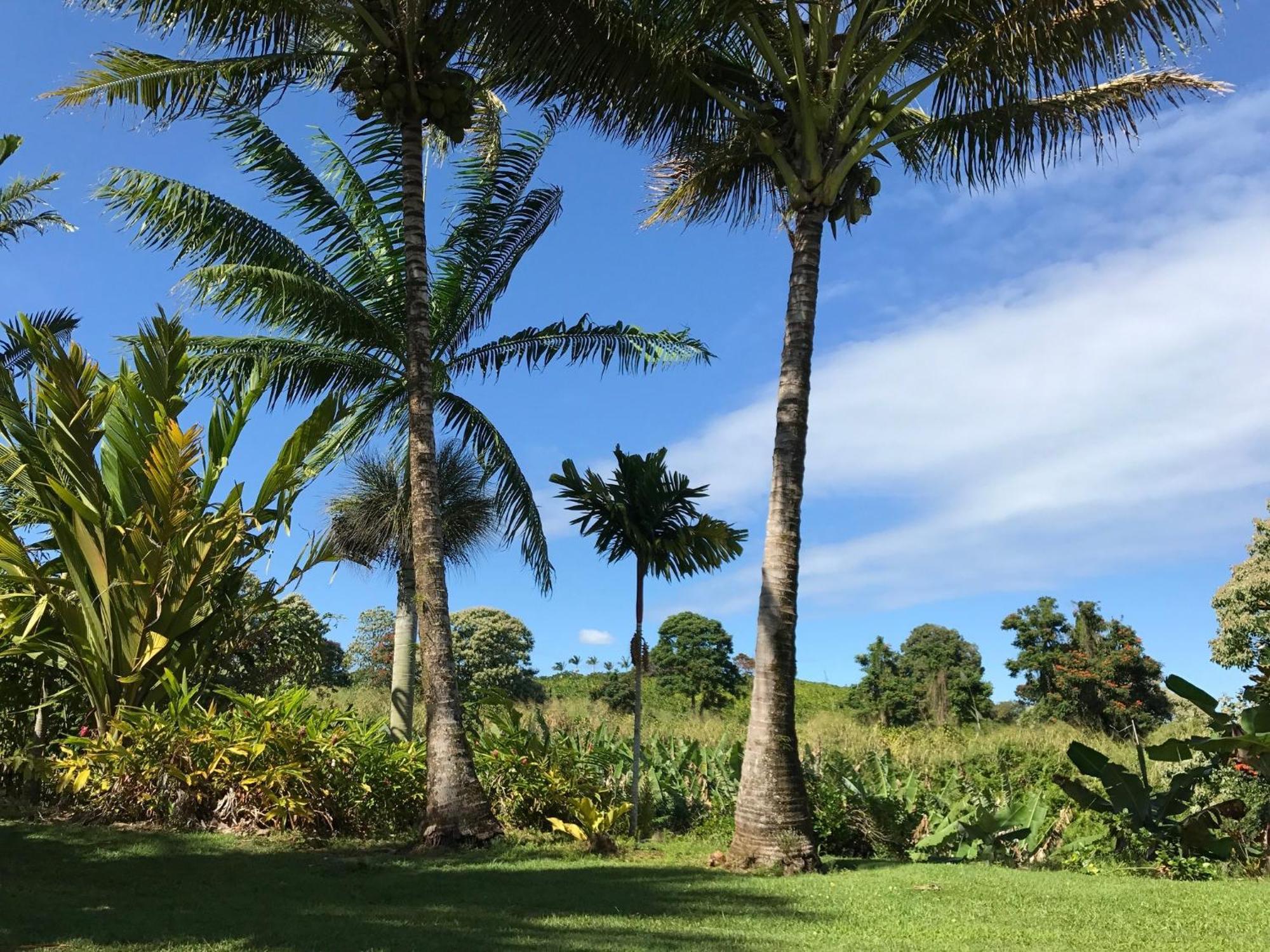 Island Goode'S - Luxury Adult Only Accommodation Near Hilo Papaikou Exterior photo