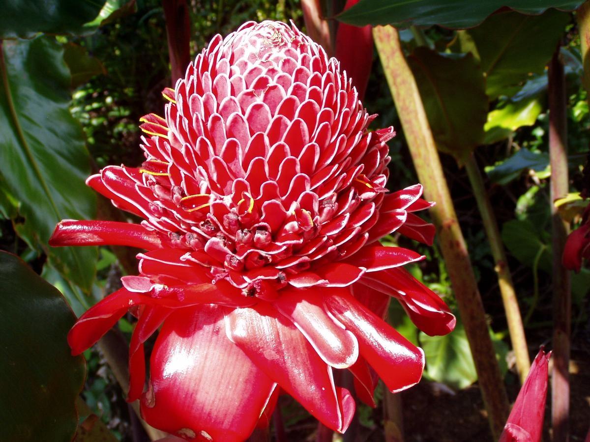 Island Goode'S - Luxury Adult Only Accommodation Near Hilo Papaikou Exterior photo