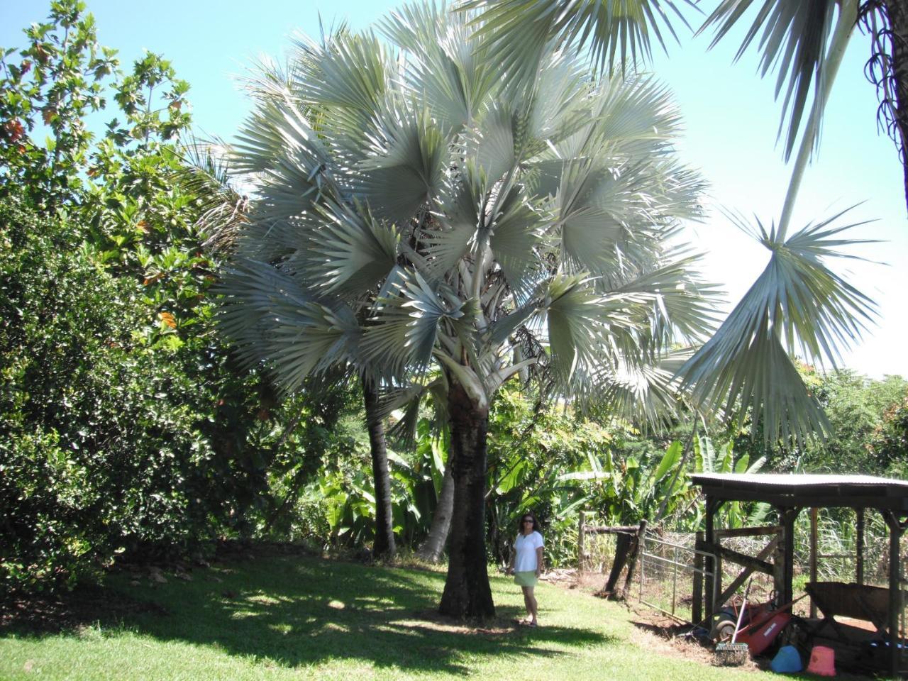 Island Goode'S - Luxury Adult Only Accommodation Near Hilo Papaikou Exterior photo